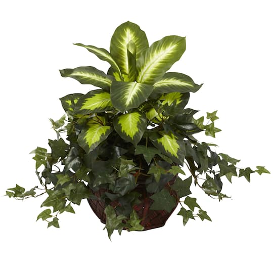 20" Dieffenbachia & Ivy In Decorative Planter